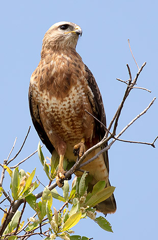 Common Buzzard